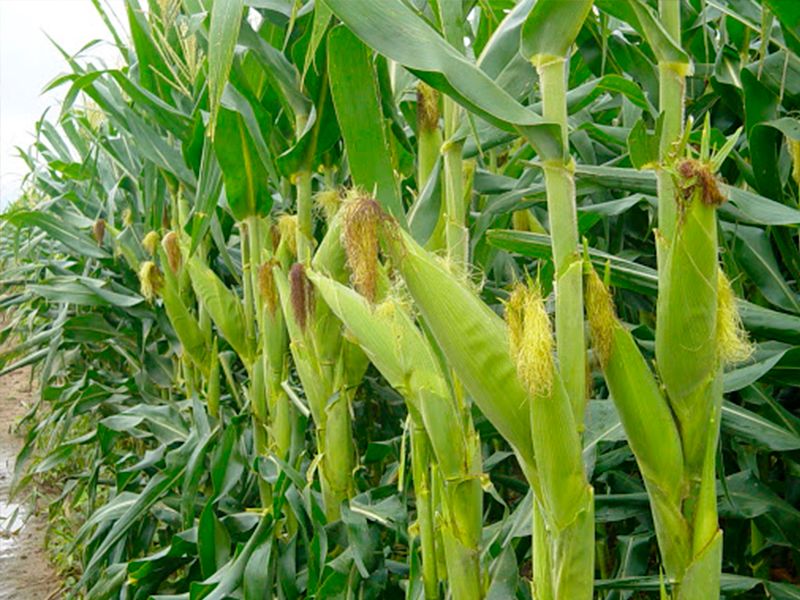 Hojas de Tamal Dario